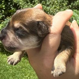 Spirit - Silver male Schnoodle puppy in Temple, Texas from Schnauzers Of Taylor
