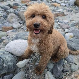 Shelby - Poodle