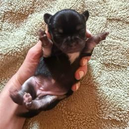 AKC Girl 2 - Black and tan female Chihuahua puppy in Anoka, Minnesota from Anoka County MN AKC Chihuahuas