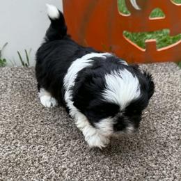 Black and white boy - Black and white male Shih Tzu puppy in Newark, Ohio from Gemini Kennels