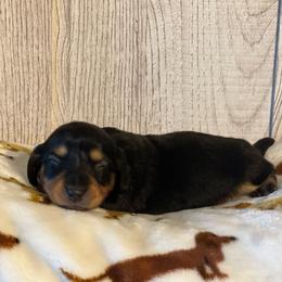 Russet - Black and tan male Dachshund puppy in Choccolocco, Alabama from Ace’s Doxies