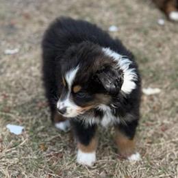 Brody - Black tri male Toy Australian Shepherd puppy in Ambrose, Georgia from Brandilyn's Aussies