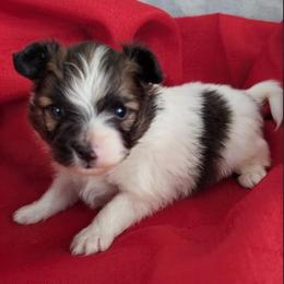 Uno - Red white and sable male Papillon puppy in Dorset, Ohio from Classy Country Papillons