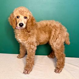Petal - Apricot female Poodle puppy in Greenwich, New York from MizzElle’s Standard Poodles