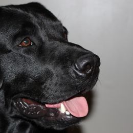 Labrador Retriever All Grown Up from Trouvae Labradors