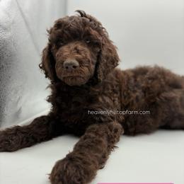 5. PRIMROSE - LT.PINK COLLAR GIRL - Chocolate female Goldendoodle puppy in Charlo, Montana from Heavenly Hilltop Farm