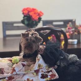 Yorkshire Terrier puppies from Mckeever's Yorkies