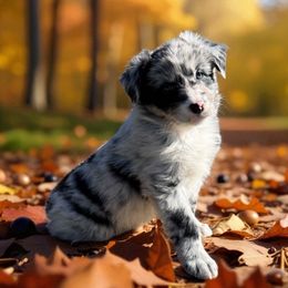 Gaston - Blue merle male Australian Shepherd puppy in Statesville, North Carolina from Charming Australian Shepherds