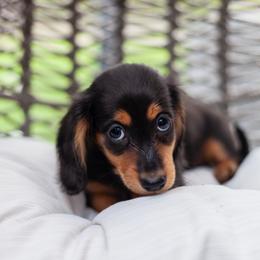 Dracula - Black and tan male Dachshund puppy in Perry, Florida from EntityDachs