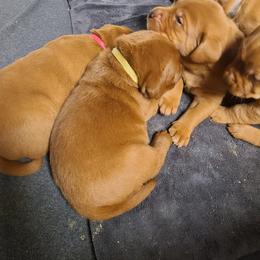 Labrador Retriever Puppies from Rebecca Lehman