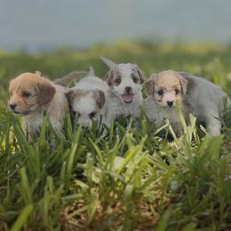 Cavapoo puppies from Loyal Paws 4 Life