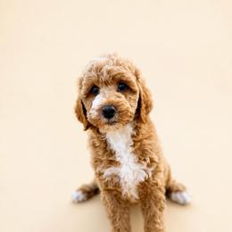 Riot - Red female Bernedoodle puppy in Santa Barbara, California from K+C Doodles