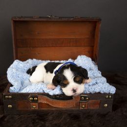 Cavalier King Charles Spaniel Puppies from Colorful Cavaliers