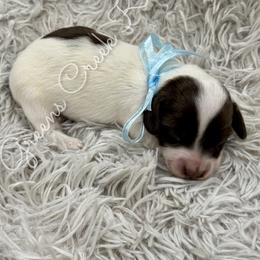 Corduroy - Piebald male Dachshund puppy in Jena, Louisiana from Greens Creek Kennel