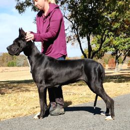 Echo - Great Dane