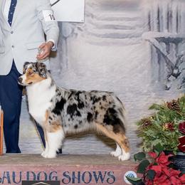 Australian Shepherds from Sacré-Cœur Australian shepherds