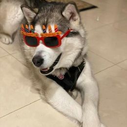 Alaskan Malamute All Grown Up from Jamie Minchew's Alaskan Malamutes