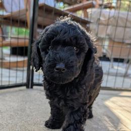 Cherry Garcia - Black female Goldendoodle puppy in Flagstaff, Arizona from Pat's Poodle Pups & Moore