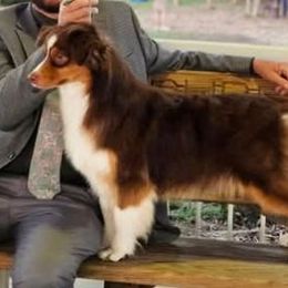 Jezebel - Miniature American Shepherd