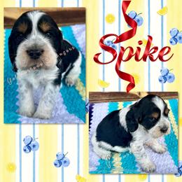 Spike - Black white and tan male English Springer Spaniel puppy in Livingston, Montana from Yellowstone Springers
