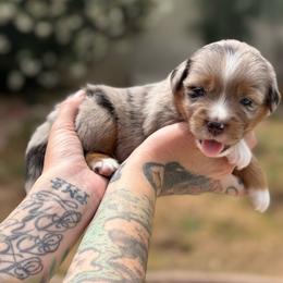 Flash - Blue merle male Miniature American Shepherd puppy in Phoenix, Arizona from Outlaw Minis