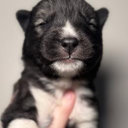 Scrooge - Agouti and white male Siberian Husky puppy in Tiverton, Rhode Island from Mount Hope Siberians