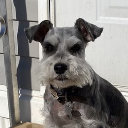 Harlee - Miniature Schnauzer
