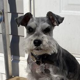 Harlee - Miniature Schnauzer