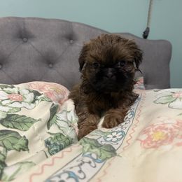 Coco - Brindle and white female Shih Tzu puppy in Statesboro, Georgia from Magnolia Small Breeds