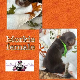 Betty - Chocolate female Morkie puppy in Davenport, Florida from Fanci Pants Parti Yorkies