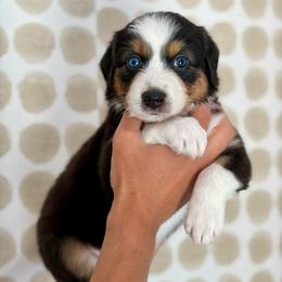 Poppy - Black tri-color female Australian Shepherd puppy in Salinas, California from AA Aussies