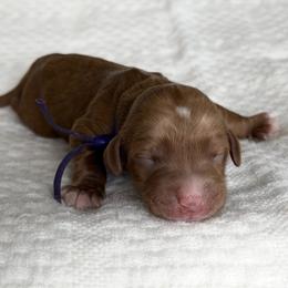 Purple - Caramel red female Australian Labradoodle puppy in Auburn, Washington from West Valley Labradoodles