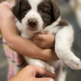 Border Collie Puppies from EOT Border Collies