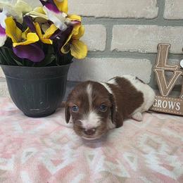 Ember - Piebald female Dachshund puppy in Grant, Michigan from Low Down Dashchuand