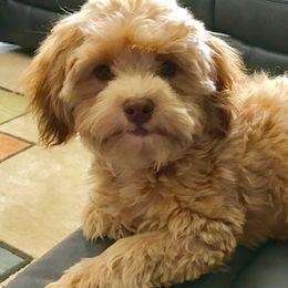 Havanese from Premier Havanese Dogs