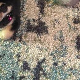 Shiba Inu Puppies from The Animal Farm Shiba Inus & Mameshibas