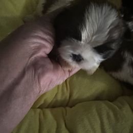 Boy 3 - Tricolor male Shih Tzu puppy in Detroit, Michigan from Steel Blue Diamond Kennel