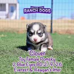 Clover - Silver and white female Pomsky puppy in Humeston, Iowa from M.A.R. Dogs