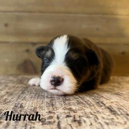 Hurrah - Black tri-color male Australian Shepherd puppy in Kearney, Nebraska from Helix Aussies