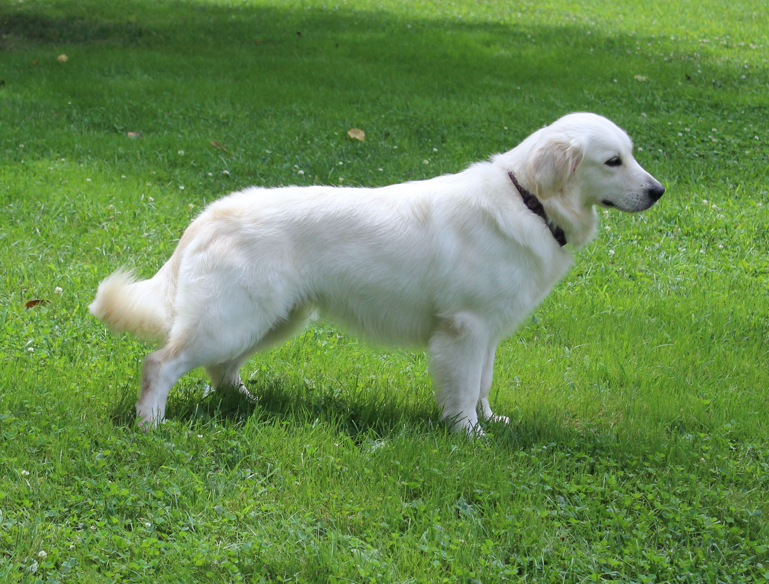 Snowball- Bred By Promise Land Goldens