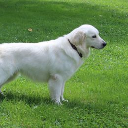 Snowball - Golden Retriever