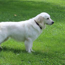 Snowball - Golden Retriever