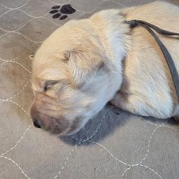 Gray - Golden male Golden Retriever puppy in Lucasville, Ohio from Halo Kennels