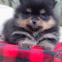 Apple ,black and tan - Black and tan male Pomeranian puppy in Bremen, Indiana from AMS Pomeranians and Pomskies in Indiana