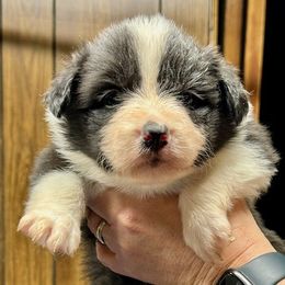 Border Collie Puppies from Hounds of Rabbit Hill