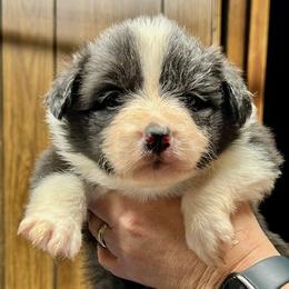 Border Collie Puppies from Hounds of Rabbit Hill