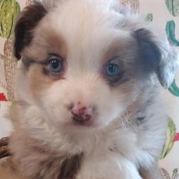 Toy Australian Shepherds from Bee's Toy Aussies
