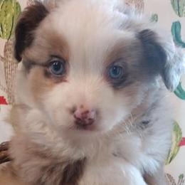 Toy Australian Shepherds from Bee's Toy Aussies