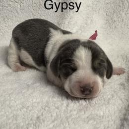 Gypsy AKC - Blue tan and white female Beagle puppy in Rogersville, Missouri from Hales Little Beagle Haven