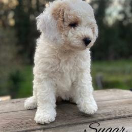 Sugar - White male Bernedoodle puppy in Pismo Beach, California from Beach Bernedoodles